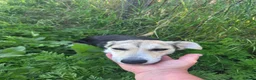Mixed Breed dogs for adoption: 🐾❤️ LORI – A Little Heart Full of Love ❤️🐾 in Nottingham - Advert 11