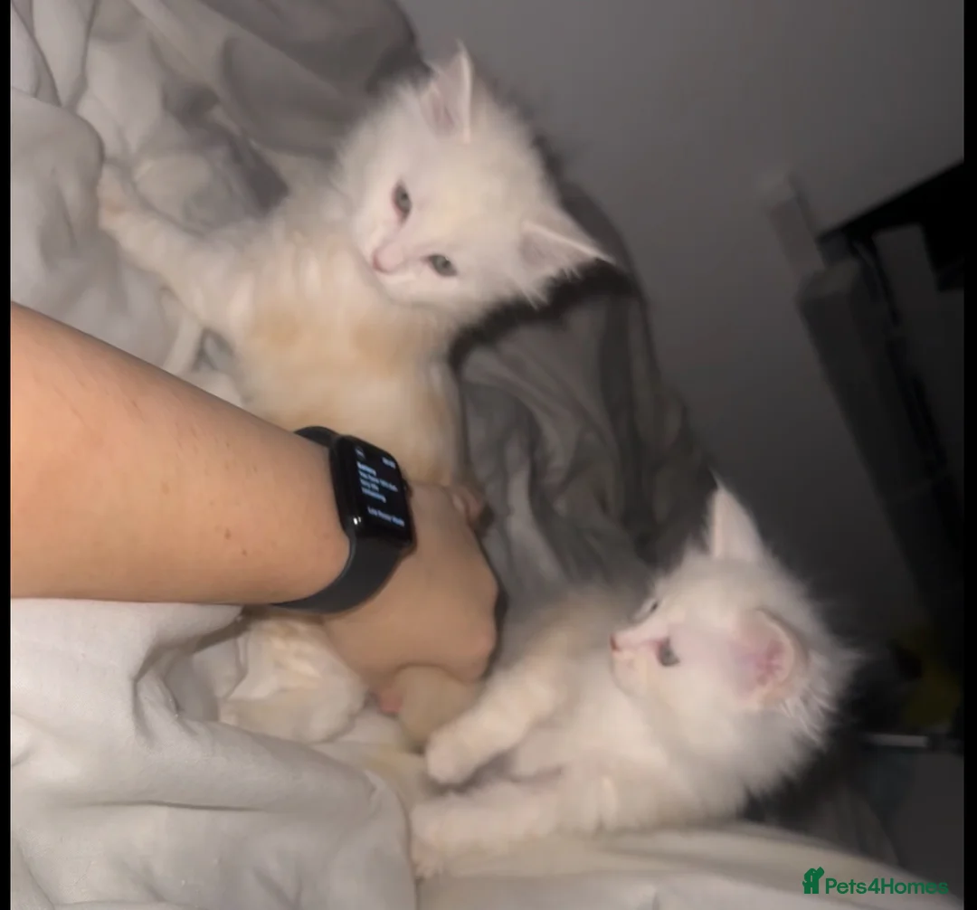 Maine Coon cats for sale: Full pedigree, Shaded Maine Coon boys - Advert 5