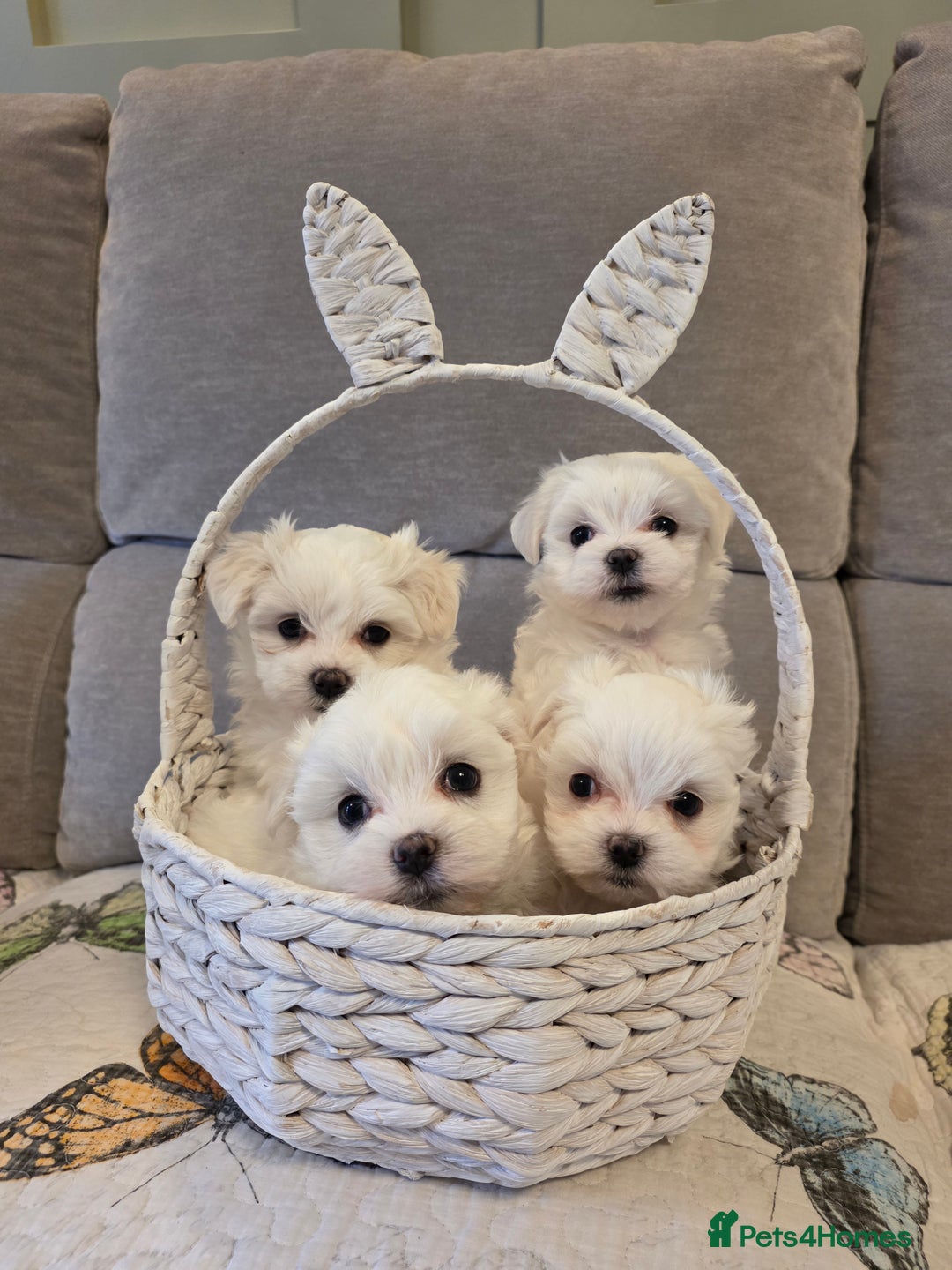 Maltese dogs for sale: A tiny little boy  - Advert 4