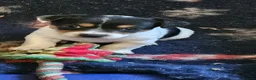 Jack Russell dogs for sale: Beautiful Jack Russell puppies - Advert 3