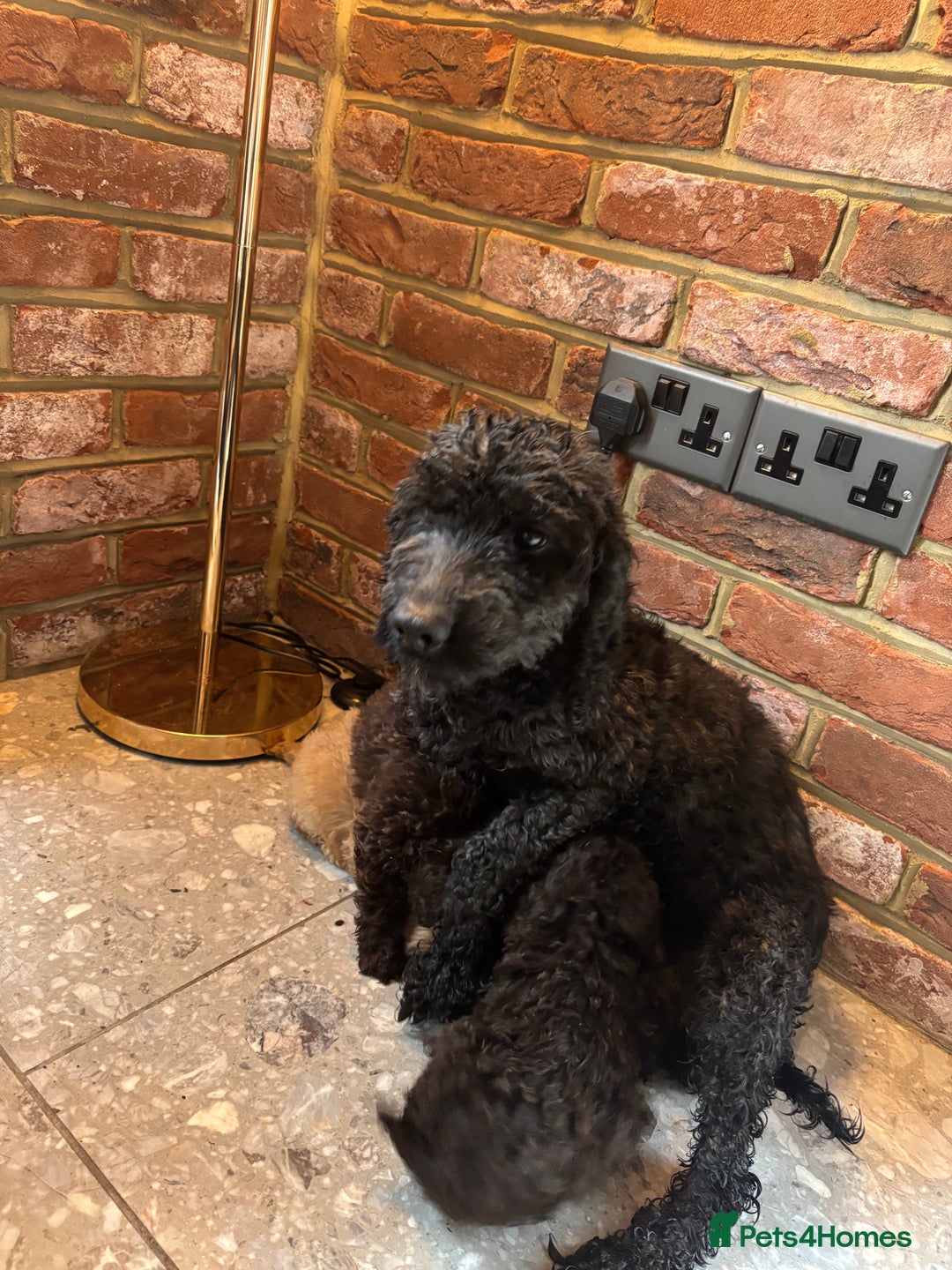 Cockapoo dogs for sale: 💙💗OUTSTANDING F1B COCKAPOOS💗💙 ready 16th jan - Advert 19