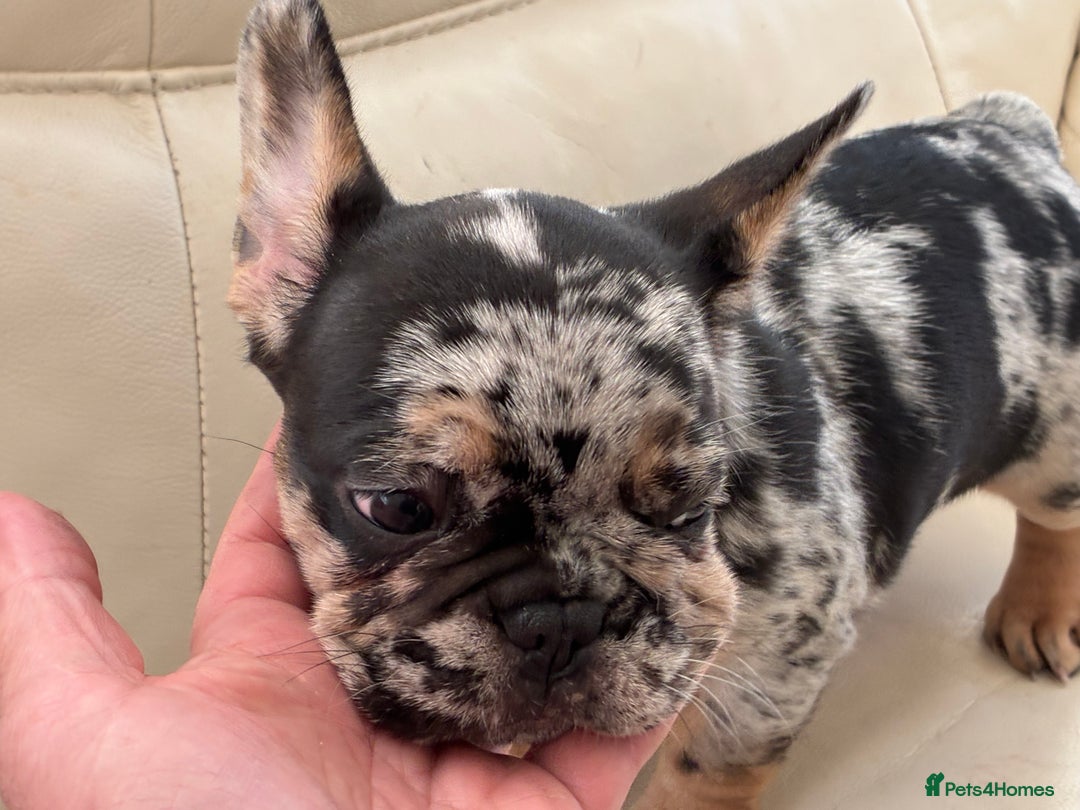 French Bulldog dogs for sale: French bulldog - Advert 8