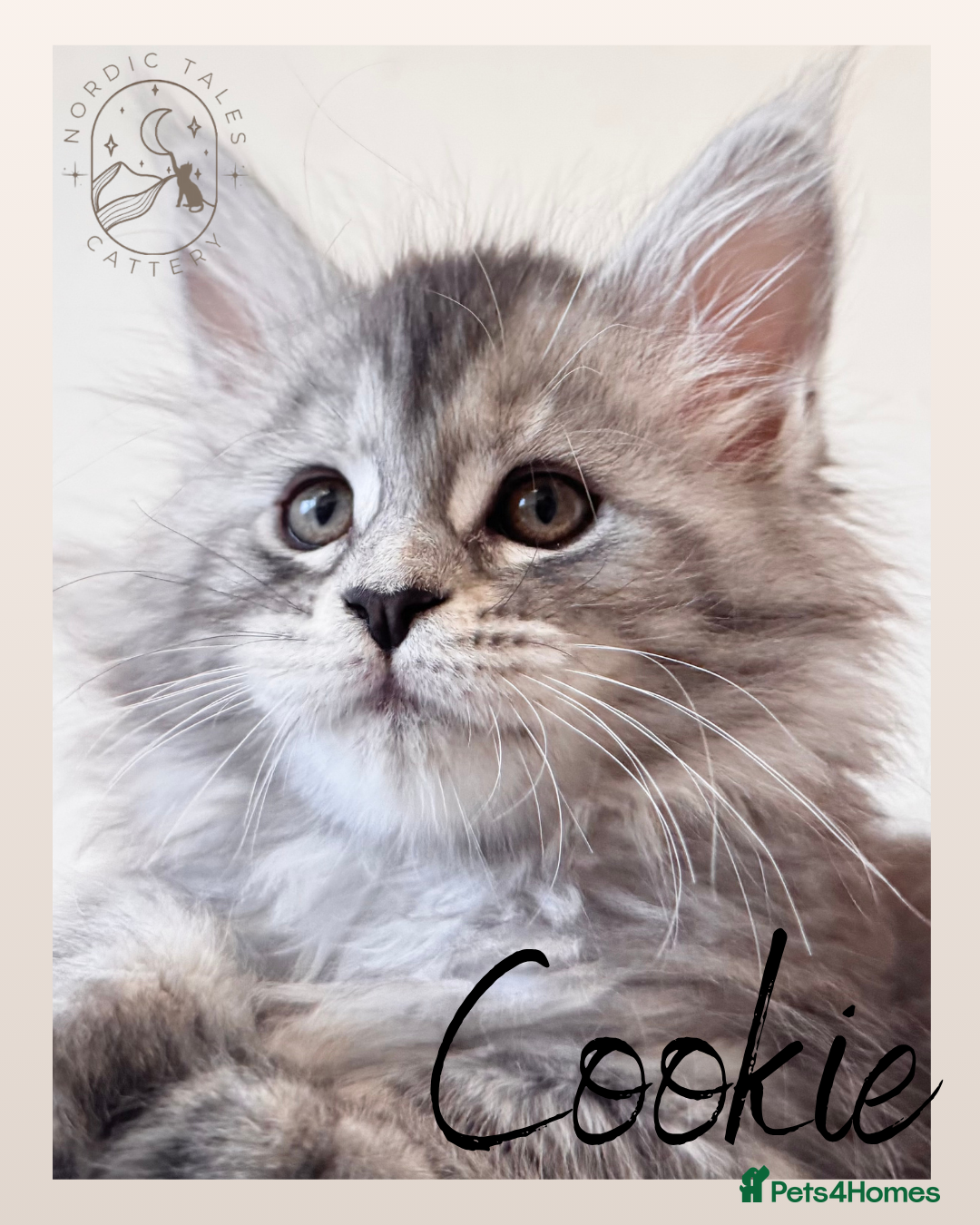 Maine Coon cats for sale: High Smoke, Smoke & Tabby Maine Coons - Advert 12