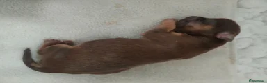 Chihuahua 5