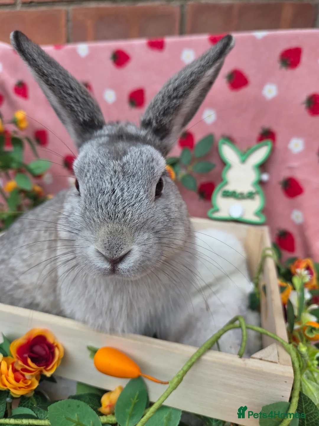 Mini Lop rabbits for sale: Very very tame chin grey mini lop - Advert 1