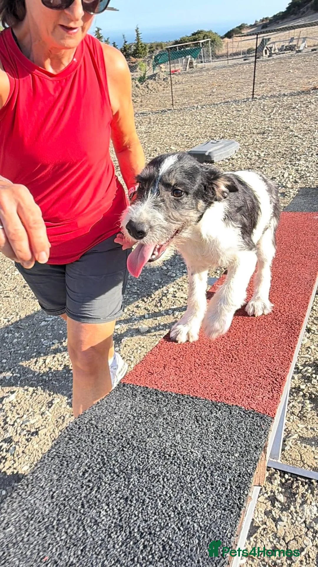 Mixed Breed dogs for adoption: Kimko - confident, loving and full of mischief - Advert 9