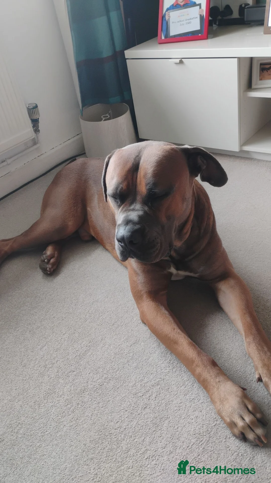 Mixed Breed dogs for sale: Diesel in Winsford - Advert 3