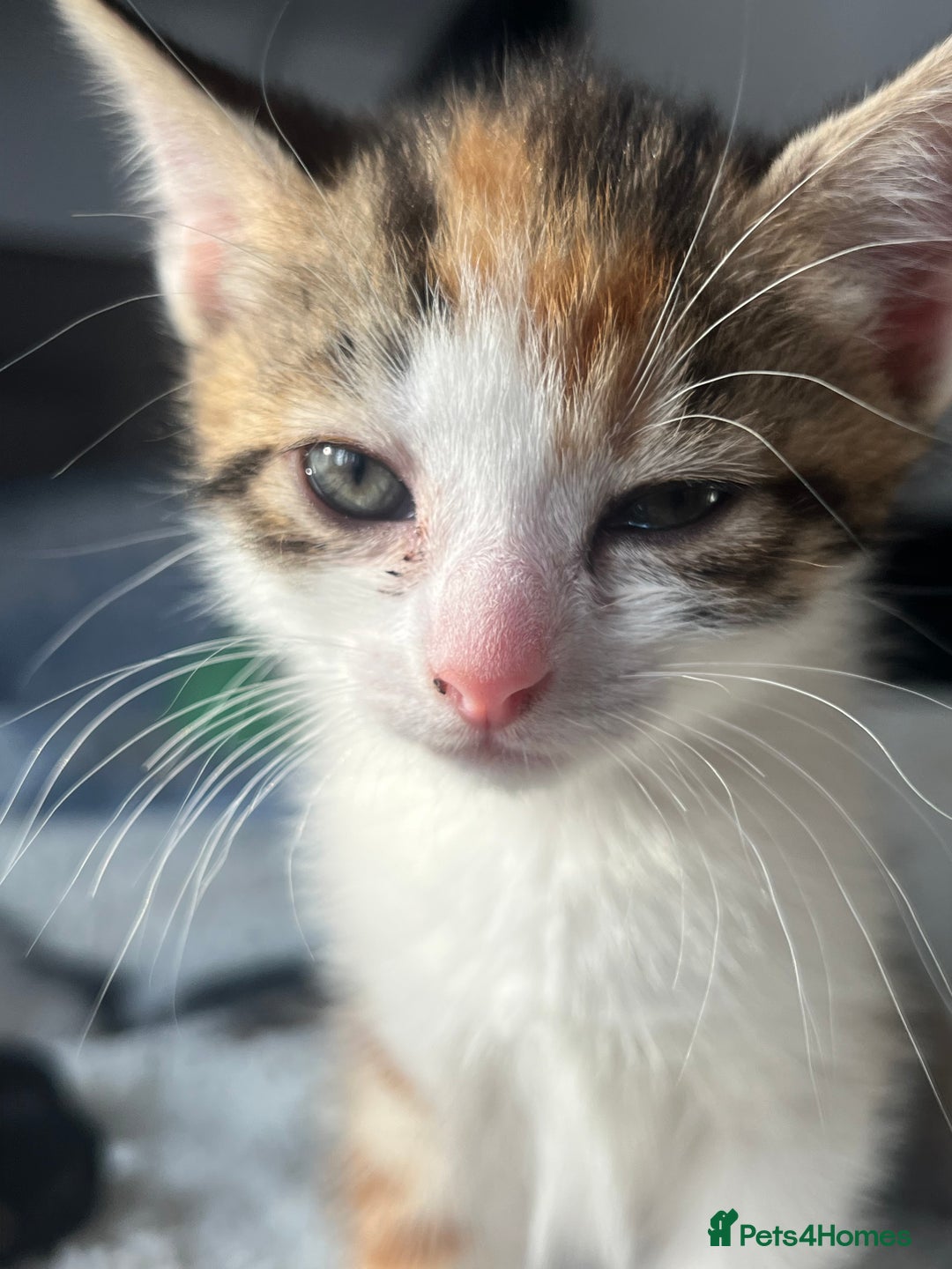 Domestic Shorthair cats for sale: 3 kittens for sale. 2 boys one girl - Image 7