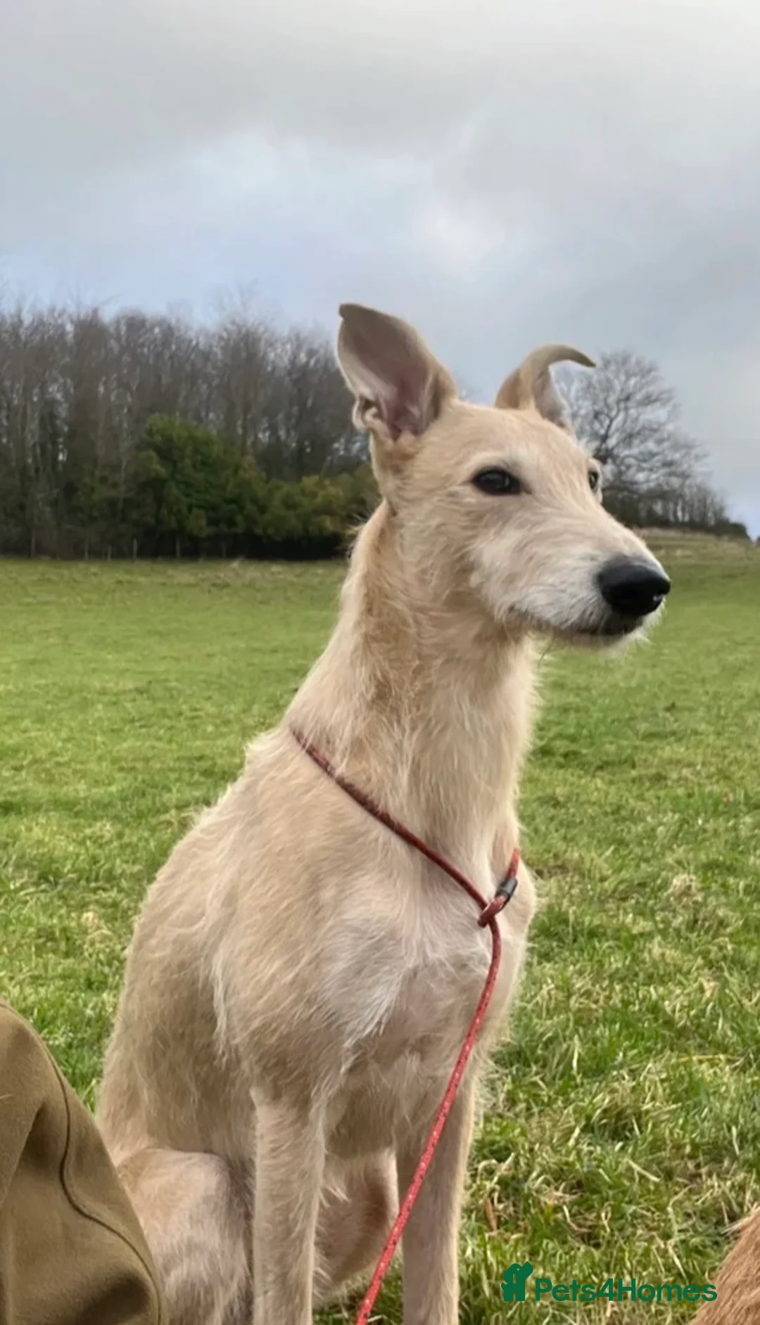 Lurcher dogs for sale: 6 Stunning Lurcher Pups Available 23rd March - Advert 11