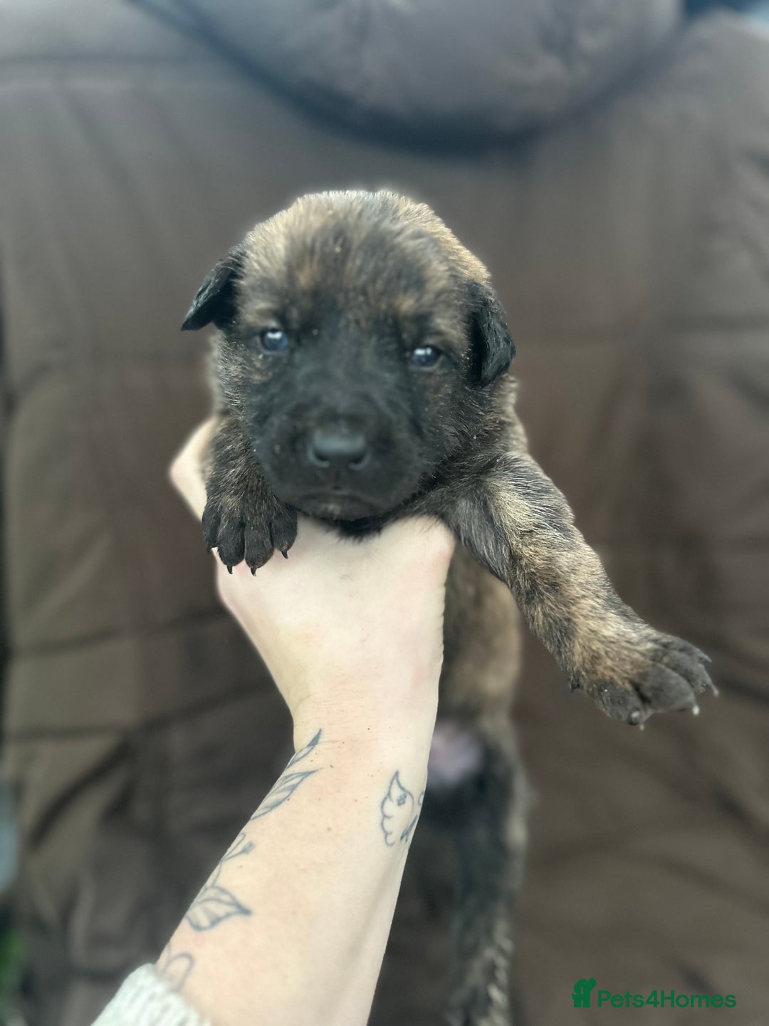 Mixed Breed dogs for sale: Dutch Herder Puppies  - Advert 2
