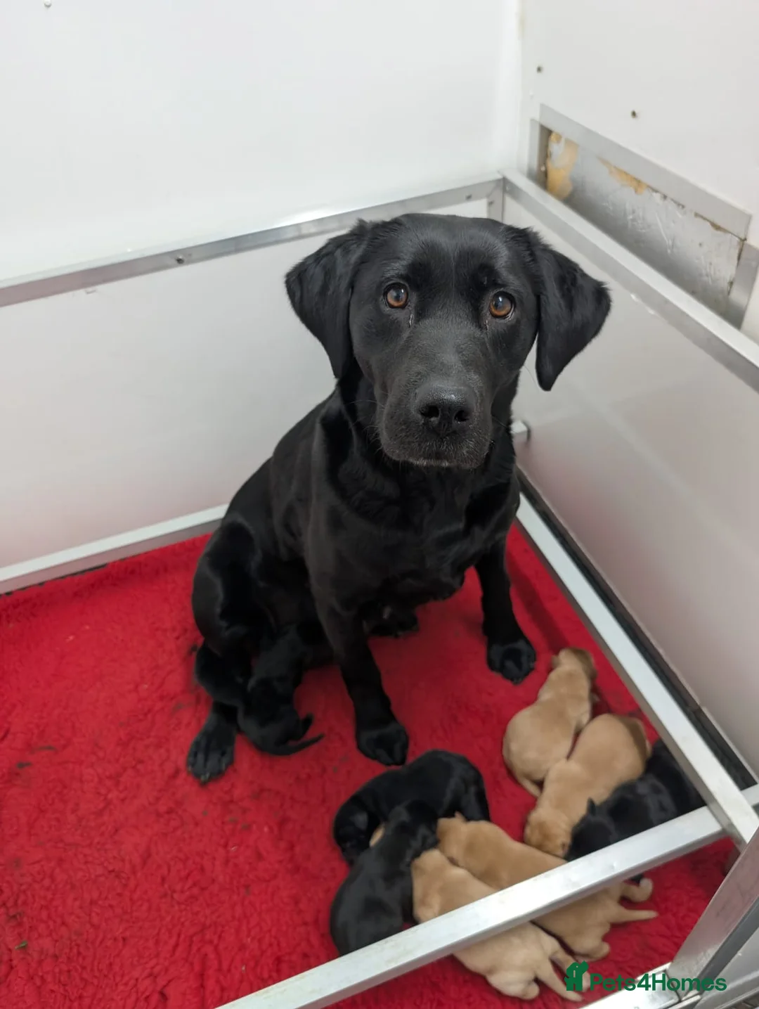 Labrador Retriever dogs for sale: Beautiful 7th Generation Labrador Puppies - Advert 1