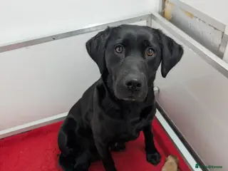 Labrador Retriever dogs Beautiful 7th Generation Labrador Puppies - Advert 1