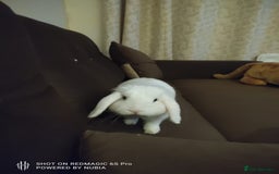 Dwarf Lop rabbits for sale: Looking for a New Home for Rosie (Spayed Rabbit) - Advert 14