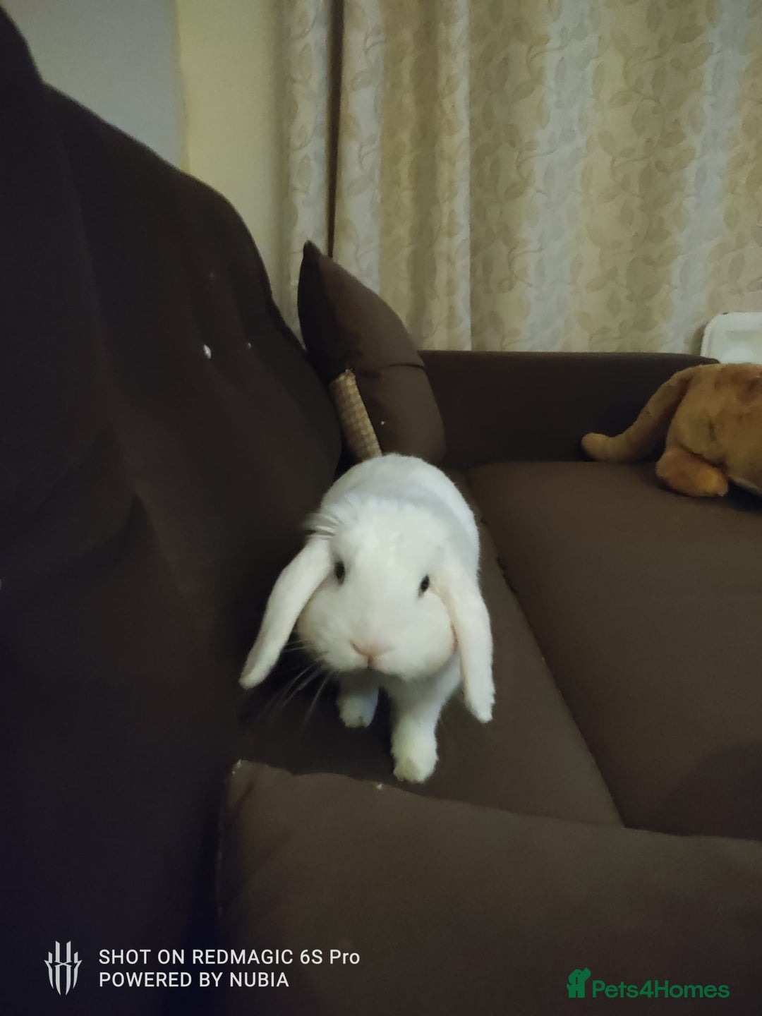 Dwarf Lop rabbits for sale: Looking for a New Home for Rosie (Spayed Rabbit) - Advert 14