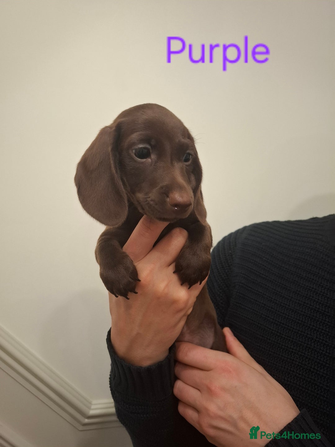 Miniature Dachshund dogs for sale: Female Miniature Dachshund Puppies - Advert 11