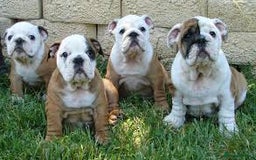 English Bulldog dogs for sale: English Bulldog Puppies Ready Now  - Image 3