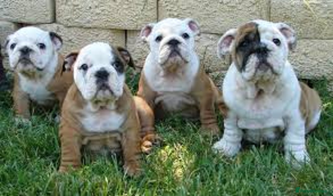 English Bulldog dogs for sale: English Bulldog Puppies Ready Now  - Image 3