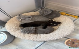 British Shorthair cats for sale: British Shorthair kittens ready mid-October - Image 8