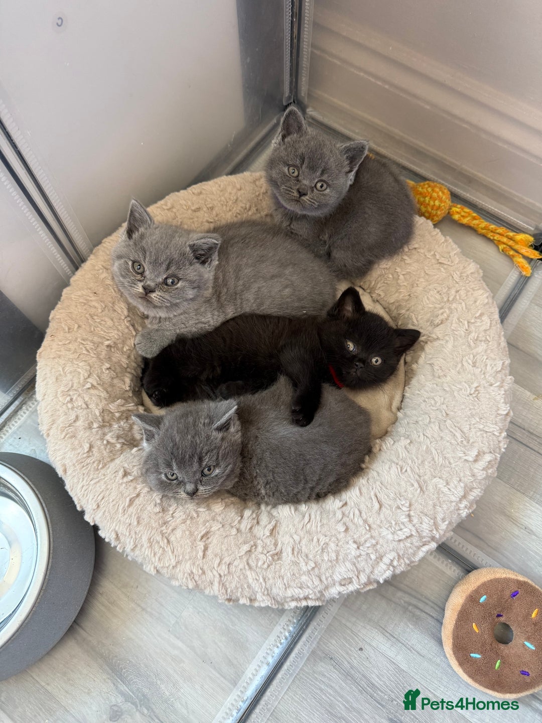 British Shorthair cats for sale: British Shorthair kittens ready mid-October - Image 8