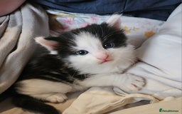 Mixed Breed cats for sale: 2 fluffy boys - Image 12