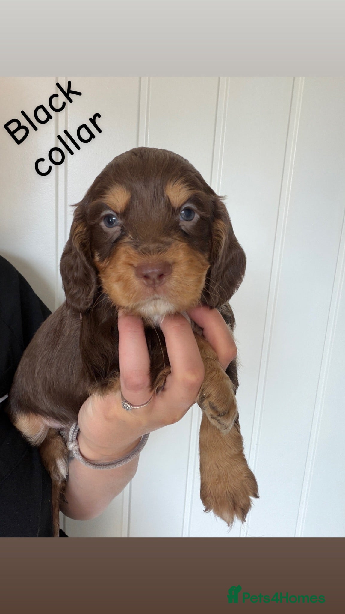 Sprocker dogs 🐾Sprocker puppies🐾 - Advert 1