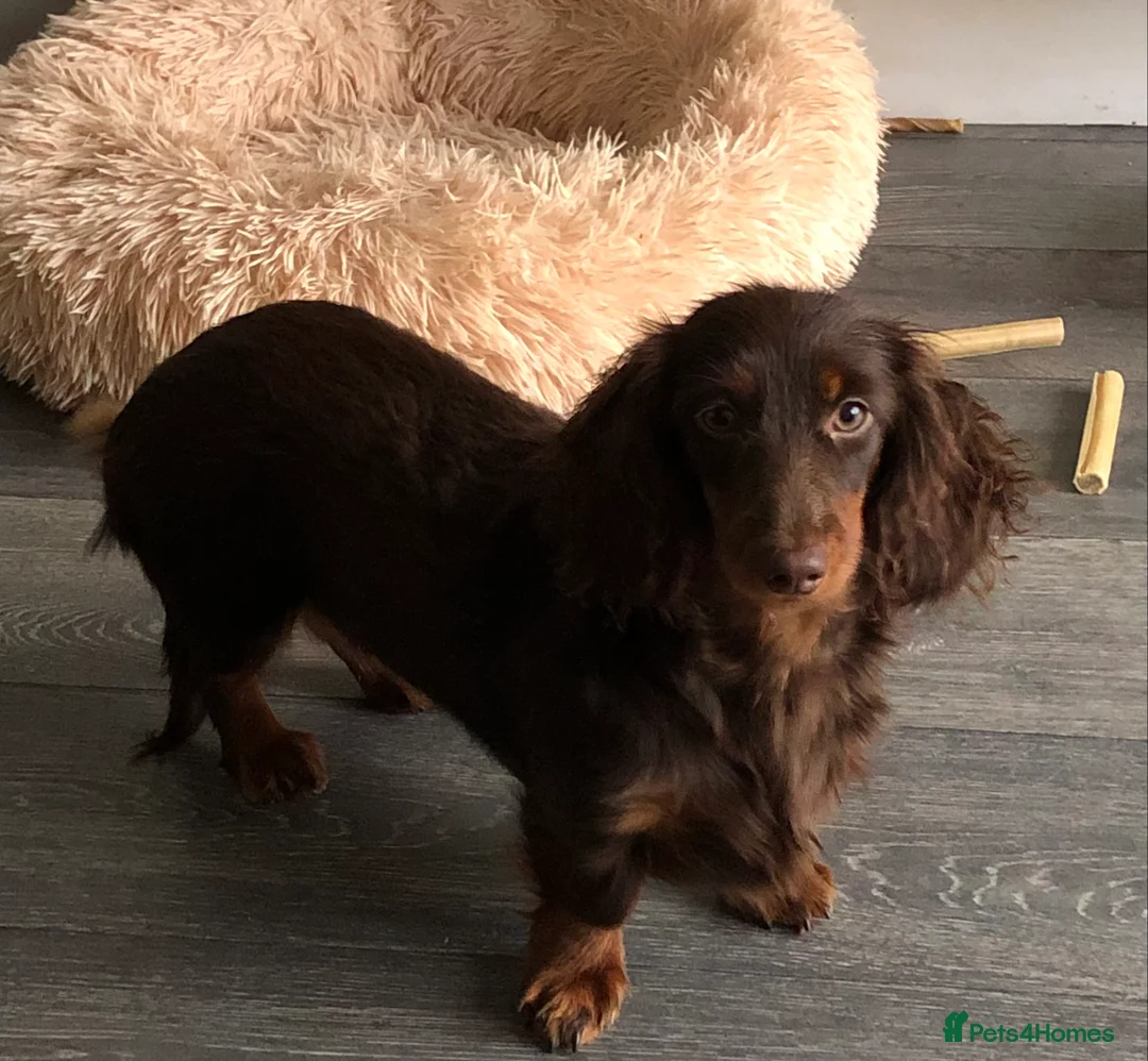 Miniature Dachshund dogs for sale: Miniature Dachshund  - Advert 10