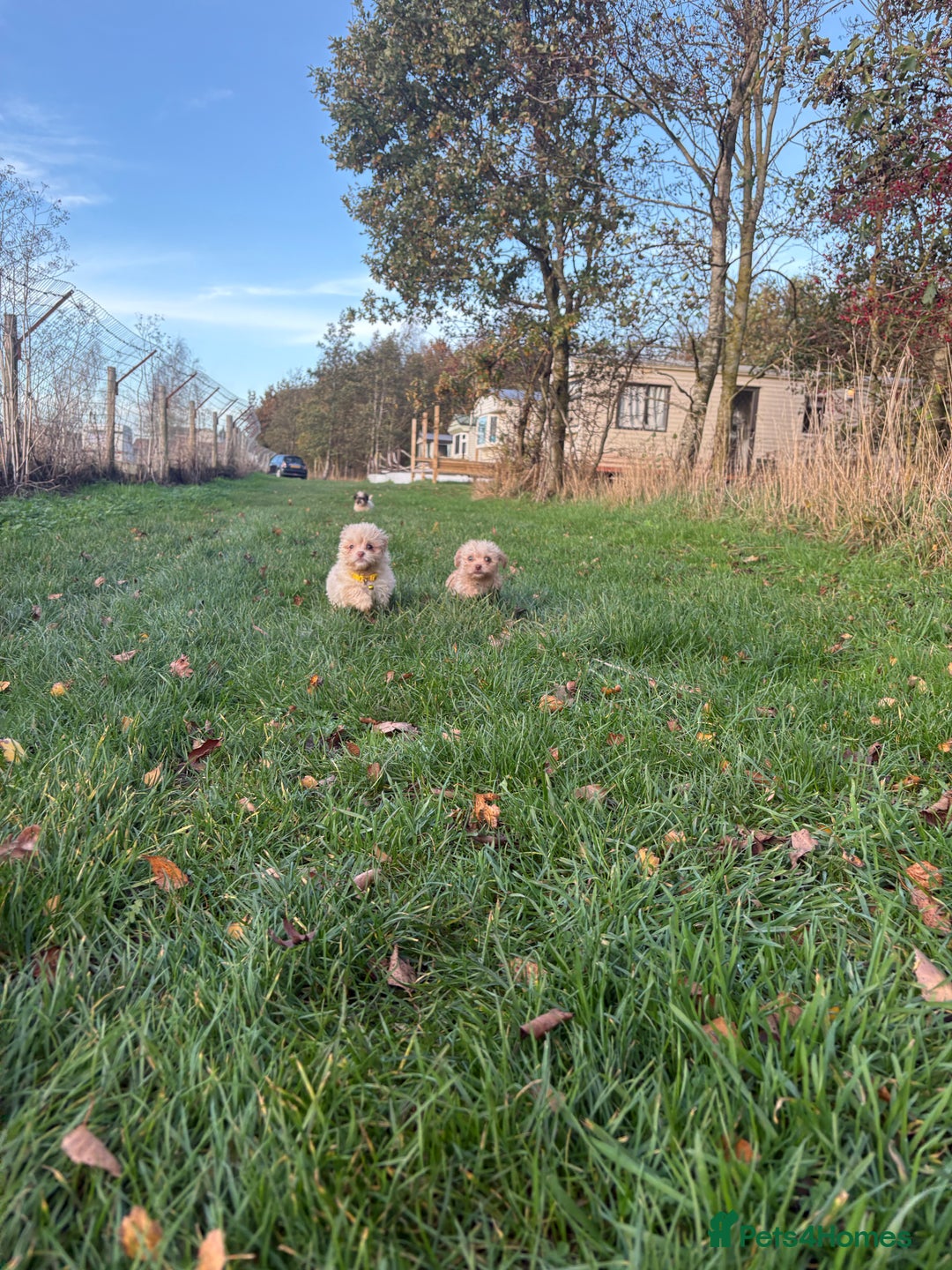 Poochon dogs for sale: READY FOR HER NEW PAW PACK  - Advert 31