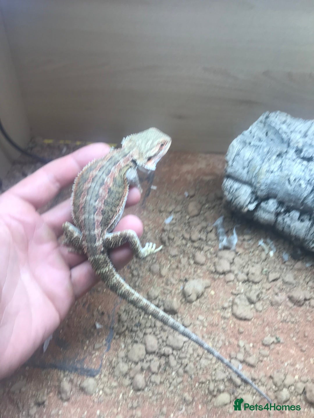 Lizard reptiles for sale: Baby rankin  - Image 3