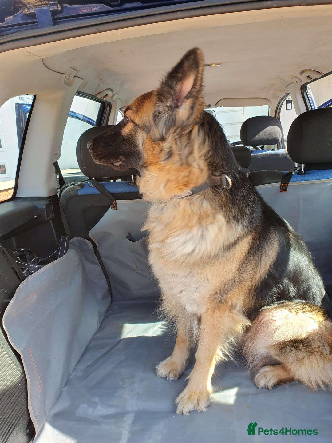 German Shepherd dogs for sale: Astra - Advert 2