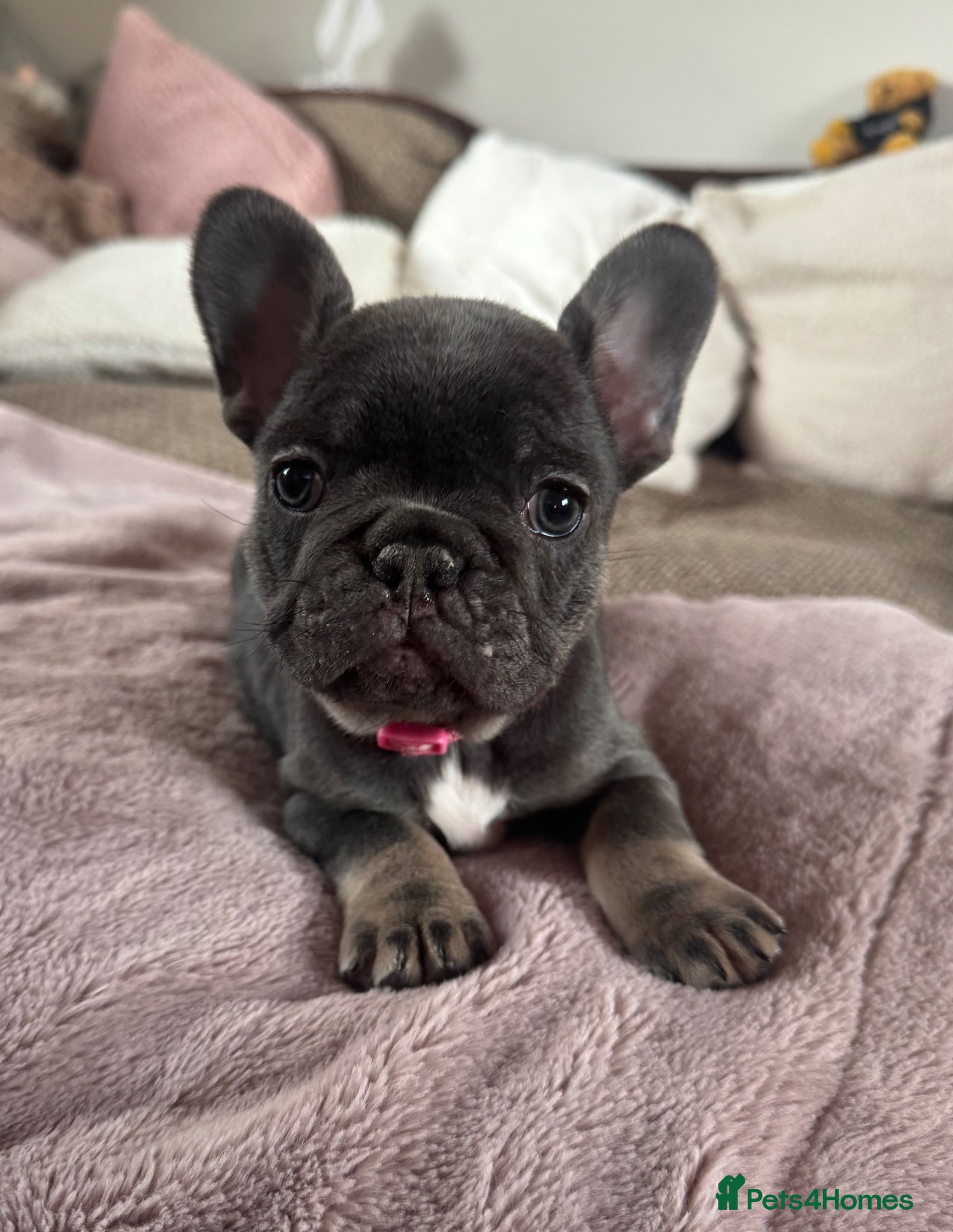 French Bulldog dogs Beautiful French Bulldog Pups - Advert 3