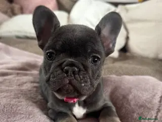 French Bulldog dogs Beautiful French Bulldog Pups - Advert 3