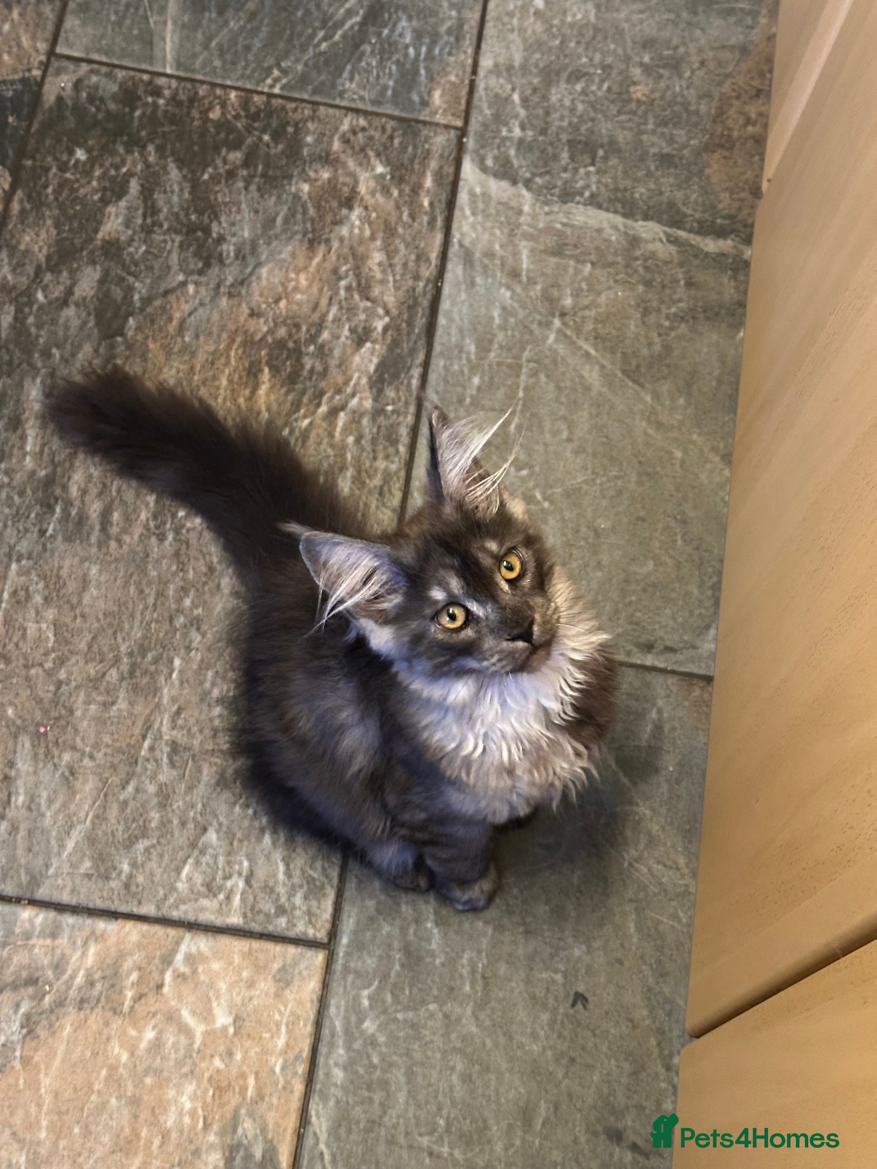 Maine Coon cats Tica Active Kittens ready now - Advert 17