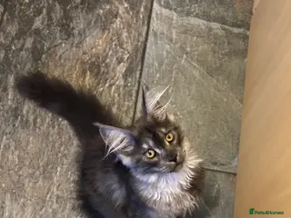 Maine Coon cats Tica Active Kittens ready now - Advert 17