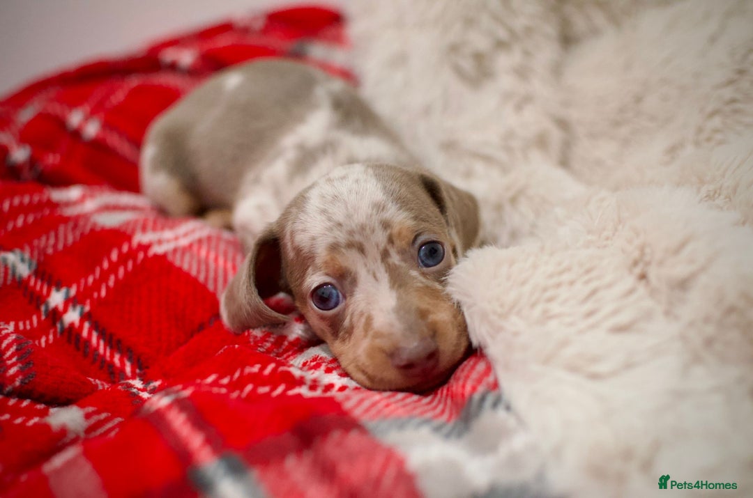 Miniature Dachshund dogs for sale: 💙𝐓𝐨𝐩 𝐛𝐥𝐨𝐨𝐝𝐥𝐢𝐧𝐞 𝐁𝐨𝐲𝐬 💙 - Advert 7