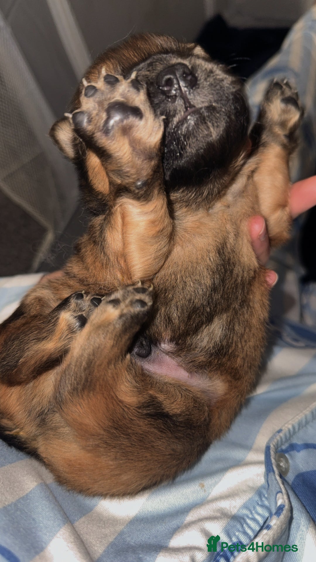 Chow Chow dogs for sale: Chow chow puppies  - Advert 18