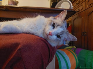 Ragdoll cats Kittens For Sale Cute small Ragdoll - Advert 4