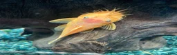 Plecos fish for sale: Blue-eyed lemon bristlenose Pleco juvenile  - Advert 5