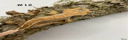 Gecko reptiles for sale: Adult, Juvenile and Lilly White Crested Geckos - Advert 23