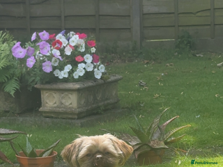 Shih Tzu dogs KC Reg Imperial shihtzu for stud 100% proven. in Bury - Advert 2