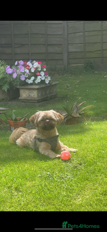 Shih Tzu dogs in Bury - Advert 1