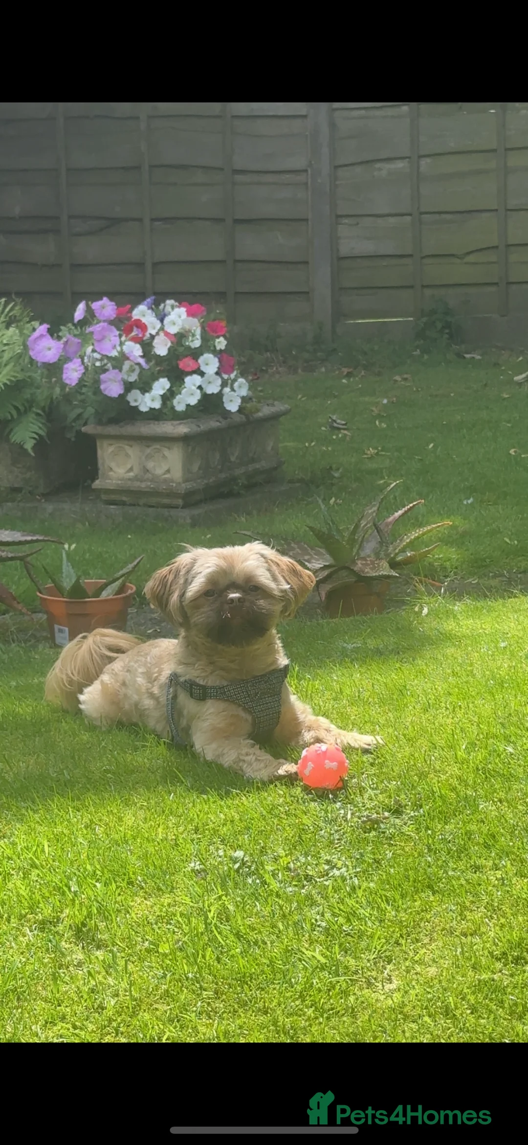 Shih Tzu dogs for stud: KC Reg Imperial shihtzu for stud 100% proven. in Bury - Advert 1