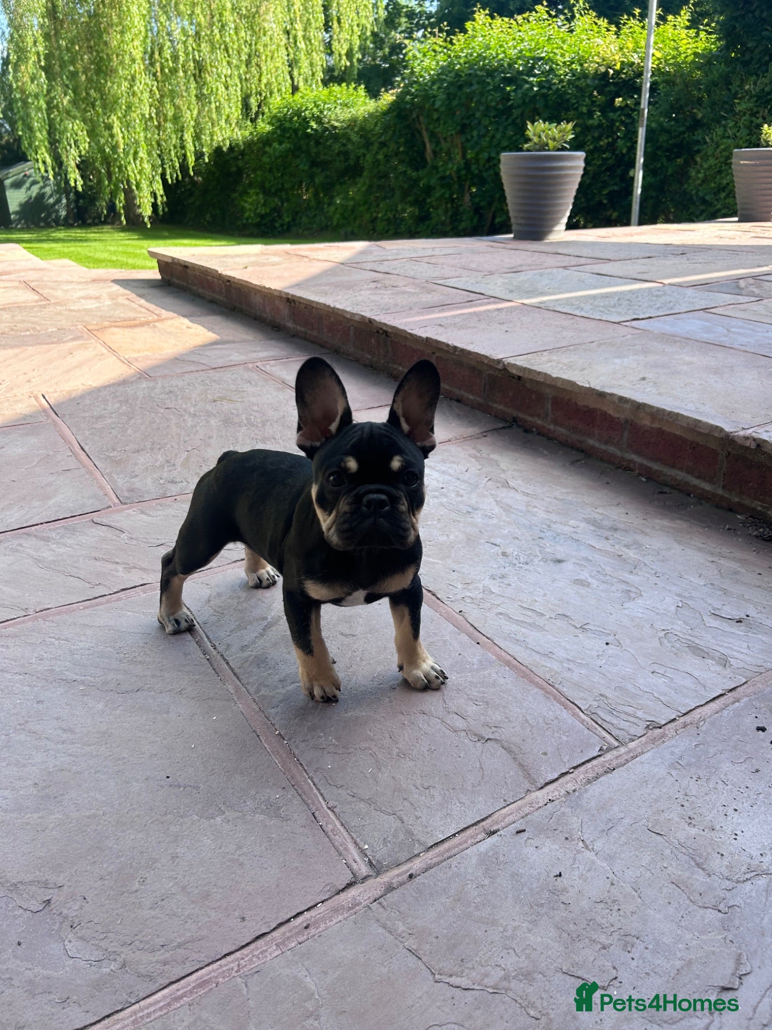 French Bulldog dogs Black & Fawn French Bulldog  - Advert 1