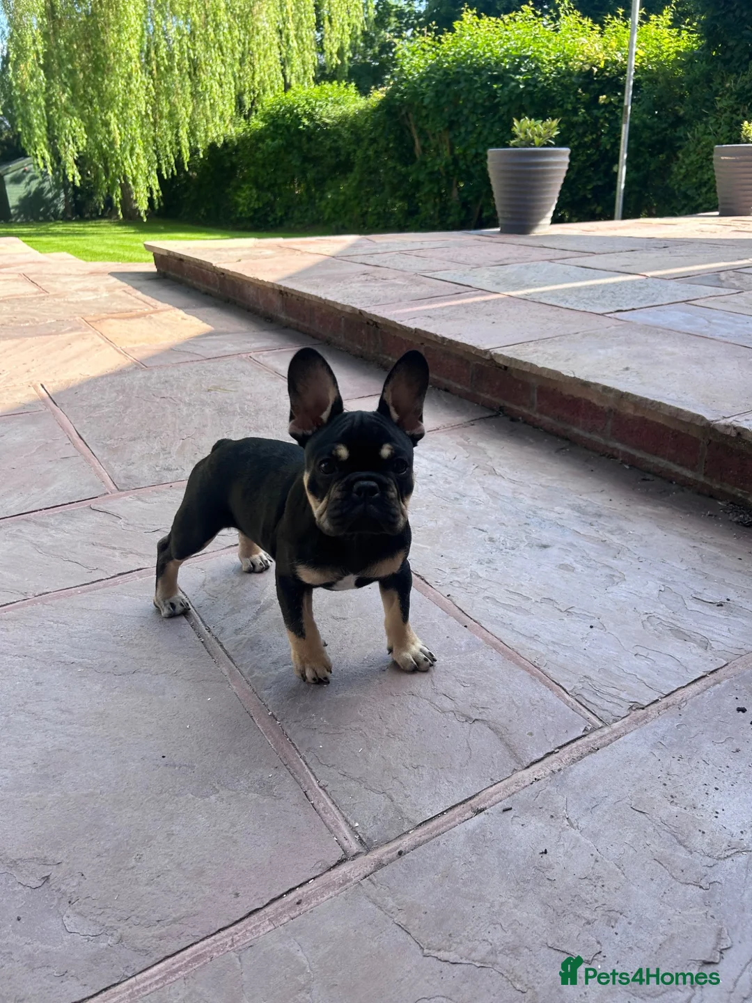 French Bulldog dogs for sale: Black & Fawn French Bulldog  in Nantwich - Advert 1