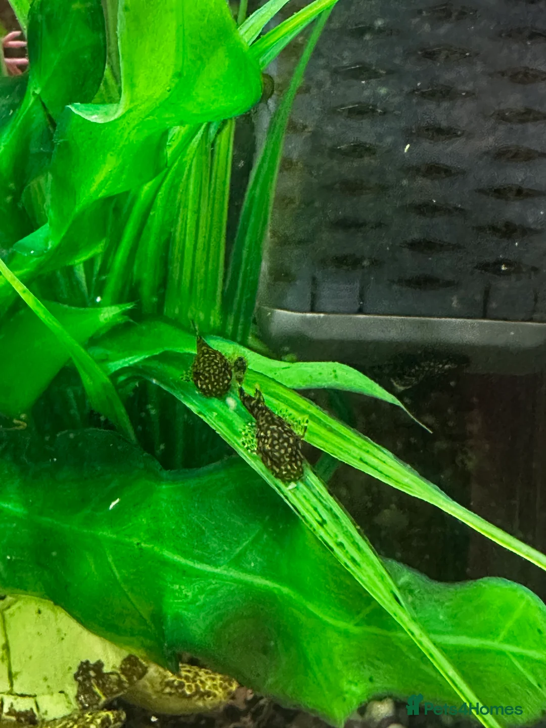 Plecos fish for sale: Brittlenose Pleco - Advert 1