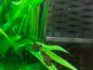 Plecos fish Brittlenose Pleco - Advert 11