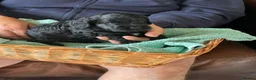 Cockapoo dogs for sale: Goergeous Cockapoo puppie - Advert 11