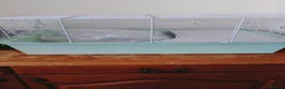 Hamster rodents for sale: 2 brilliant hamster cages - Advert 2