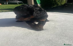 Cockapoo dogs for sale: Cockapoo Ready to leave now💕Only 1 boy left! - Image 25