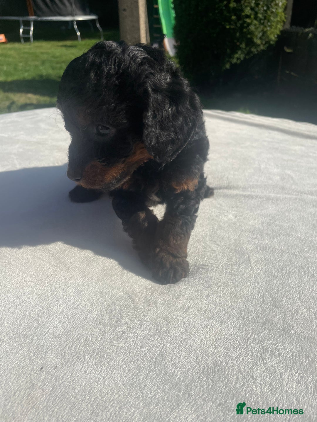 Cockapoo dogs for sale: Cockapoo Ready to leave now💕Only 1 boy left! - Image 25
