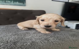Miniature Dachshund dogs for sale: 2 male long-haired cream miniature dachshunds🩵 - Image 5